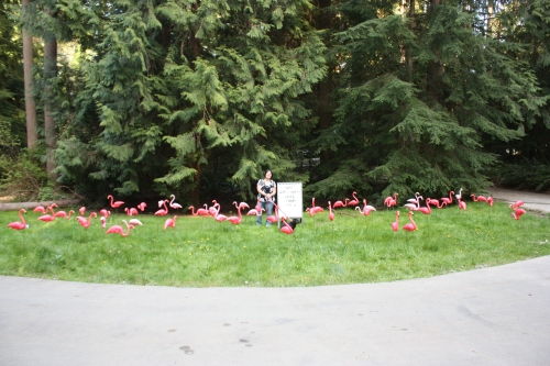 Nothing says I love you like 50 flamingos